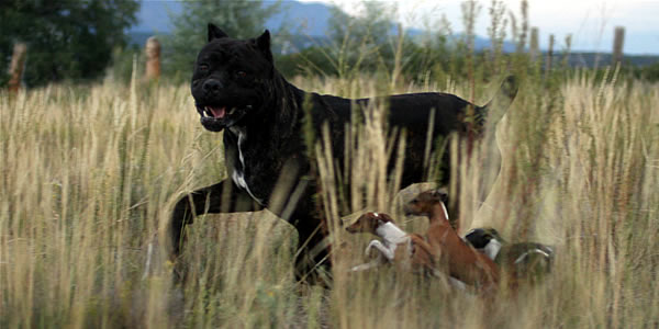 Cane Corso Mastiff and italian Greyhound Puppies